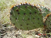 Opuntia pyrocarpa, Lake Travis, TX