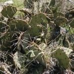 Opuntia pyrocarpa, Parker County, TX, Ron Beerer