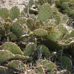 Opuntia pyrocarpa, Parker County, TX, Ron Beerer