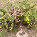 Opuntia pyrocarpa, near Austin, TX