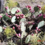Opuntia pyrocarpa, northern TX