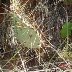 Opuntia pyrocarpa, northern Texas
