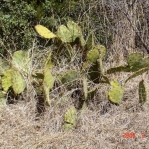 Opuntia pyrocarpa, possible hybrid with O. lindheimeri, Lake Travis, TX