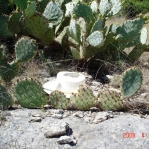 Opuntia pyrocarpa, Lake Travis, TX