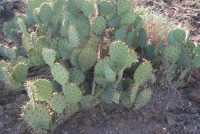 Opuntia riparia, greater Tucson area