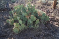 Opuntia riparia, greater Tucson area