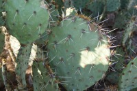 Opuntia riparia, greater Tucson area