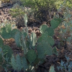 Opuntia riparia, near Tucson, AZ