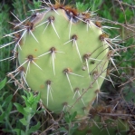 Opuntia riparia, east of Superior, AZ
