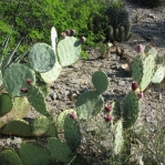 Opuntia riparia, garden plant, Phoenix, AZ