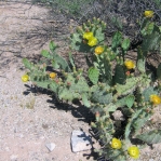 Opuntia riparia, Tucson, AZ