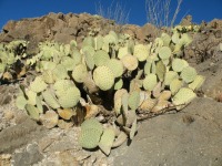 Opuntia rufida, Mexico, Amante Darmanin