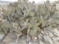 Opuntia rufida, Mexico, Amante Darmanin