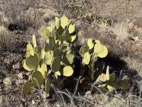 Opuntia rufida, Dee Agave, Big Bend