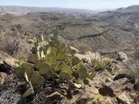 Opuntia rufida, Dee Agave, Big Bend