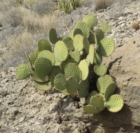 Opuntia rufida, Steven Brack, Presido County, TX