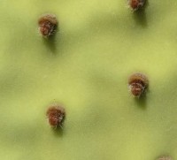 Opuntia rufida, Steven Brack, Presido County, TX