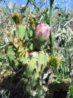Opuntia rugosa, Puddingstone Reservoir, Pomona, CA