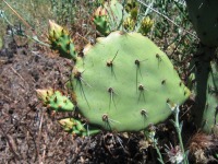 Opuntia rugosa, Puddingstone Reservoir, Pomona, CA