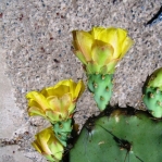 Opuntia rugosa, Puddingstone Reservoir, Pomona, CA