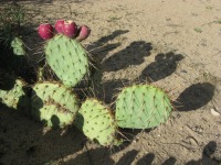 Opuntia nova aff camanchica, Albuquerque, NM
