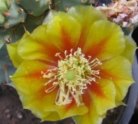 Opuntia sp nova aff camanchica, flower, garden plant