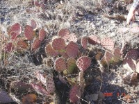 Opuntia aff camanchica, Albuquerque, NM