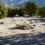 Opuntia aff camanchica, Albuquerque, NM
