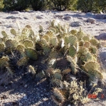 Opuntia aff camanchica, Albuquerque, NM