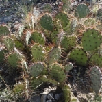Opuntia aff camanchica, Albuquerque, NM, Hayes Jackson