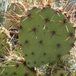 Opuntia aff camanchica, Albuquerque, NM, Hayes Jackson