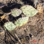 Opuntia aff camanchica,  Albuquerque, NM