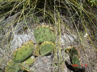 Opuntia sanguinicola, Greater Austin, Texas