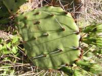 Opuntia sanguinicola, Greater Austin, Texas