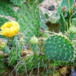 Opuntia Santa Fe, garden plant