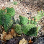 Opuntia Santa Fe, garden plant