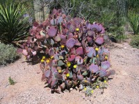 Desert Botanical Garden, Phoenix, AZ
