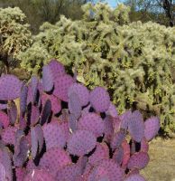 Opuntia chlorotica santa-rita, with C. fulgida, Jan Emming