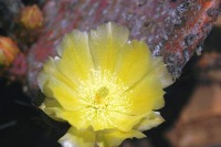 Opuntia chlorotica santa-rita, flower, garden plant