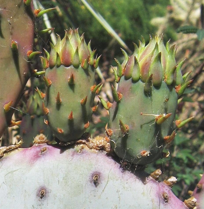 25 Mezza Spineless Opuntia Chlorotica Santa Rita, Viola Rosa