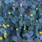 Opuntia chlorotica anta-rita flowers, Michael McNulty