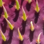 Opuntia chlorotica santa-rita, exceptional close-up of new cladode, Michael Newberry