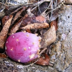 Opuntia chlorotica santa-rita, fruit