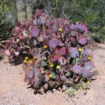 Desert Botanical Garden, Phoenix, AZ