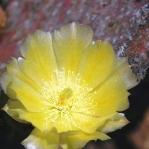 Opuntia chlorotica santa-rita, flower, garden plant