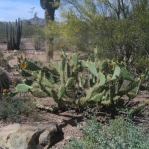 O. semispinosa, Desert Botanical Garden, Tempe, AZ