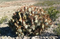 Opuntia spinosibacca, in habitat