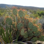 Opuntia spinosibacca, Big Bend National Park, Michelle Cloud-Hughes