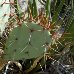 Opuntia spinosibacca, Big Bend National Park, Michelle Cloud-Hughes