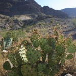 Opuntia spinosibacca, near Boquillas Canyon, TX, Dave Van Langen